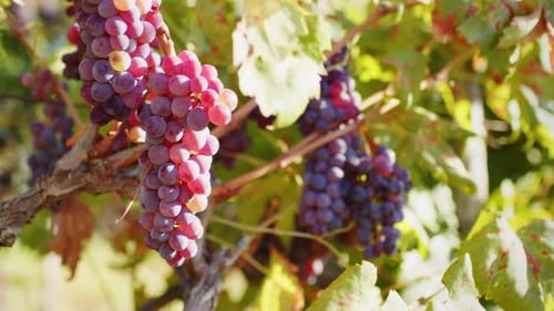 Ripe Grapes Hanging on Vine in Vineyard