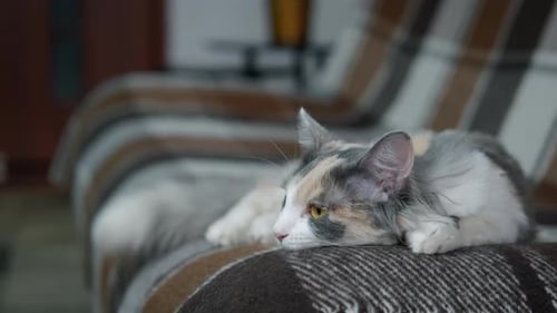 Sleeping Cat Sofa