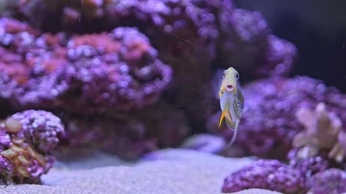 Poissons d'aquarium
