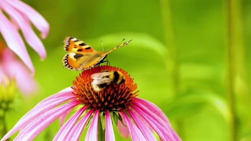 Butterfly and Bee on Pink Coneflower