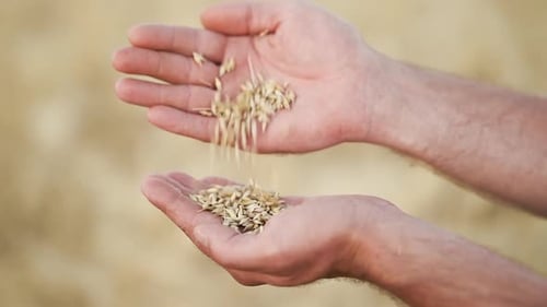 Hands of farmer pouring handful of grains in wheat field