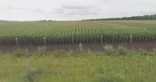 Aerial view of a cornfield