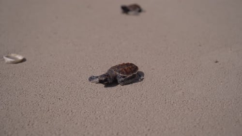 Baby Sea Turtles Crawling on Sandy Beach