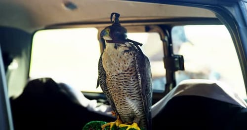 Falcon perching on a falcon scrape