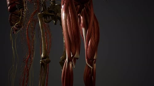Detailed 3D Human Anatomy Model for Medical Education
