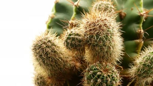 Cactus on Isolated White Background