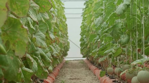 Plantes de melons verts ou de melons cantaloups poussant en serre