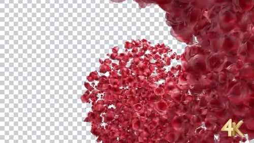 Fluid Red Rose Petals Reveal Transition