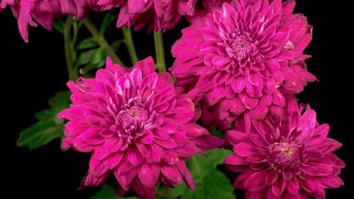 Purple Chrysanthemum Blooms Vividly on Black Background
