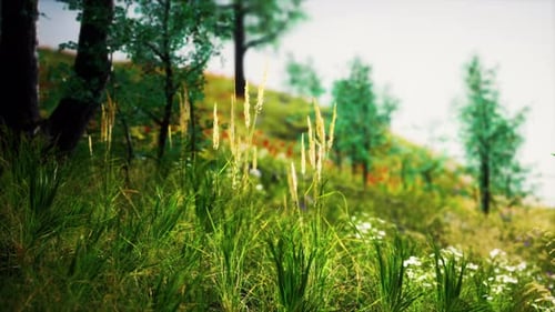 Grass Field and Forest Trees