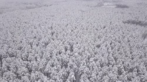 Winter Landscape, Pine Trees Covered with Snow. Aerial View