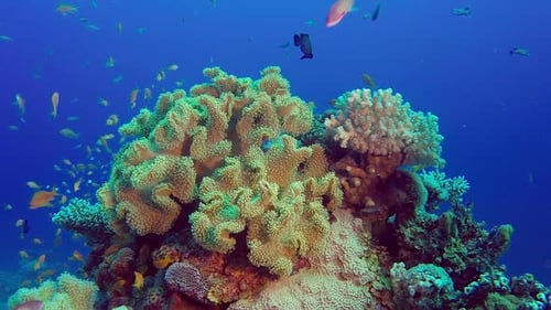 Colorful Fish Swimming Around a Vibrant Coral Reef