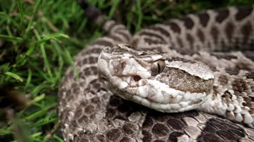 Rattlesnake close up side profile in the grass