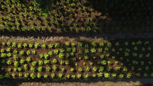 Vegetables growing in the farm garden, Agricultural organic green food industry production