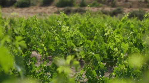 Rangées de raisins de vigne poussant sous le soleil en plein air sur l'île de Chypre