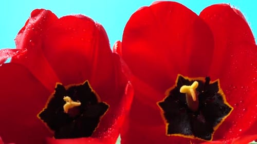 Brilliant Red Tulips with Water Droplets in Close Up