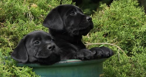 Black Labrador Retriever, Puppies Playing in a Flowerpot, Normandy, Slow Motion 4K