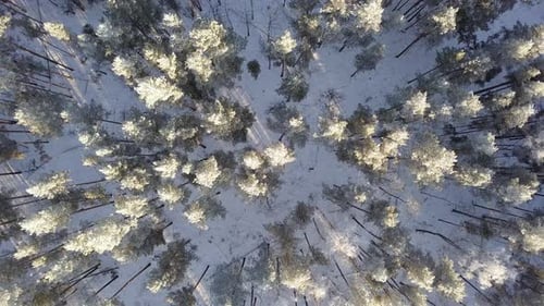 Winter Forest