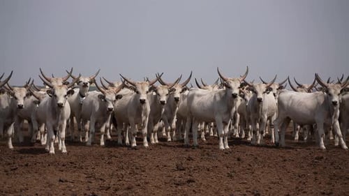 Gray Cattle 08
