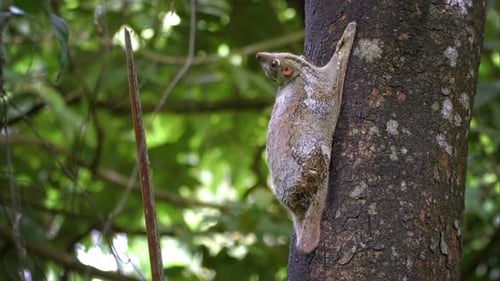 Colugo Motion Background Cinemagraph Loop
