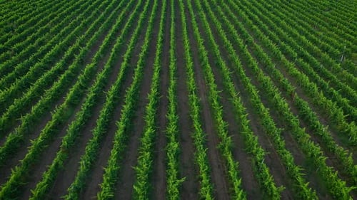 Vue aérienne d'une rangée de vignes