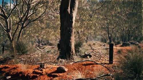 Sunny Australian Outback Bushland Landscape