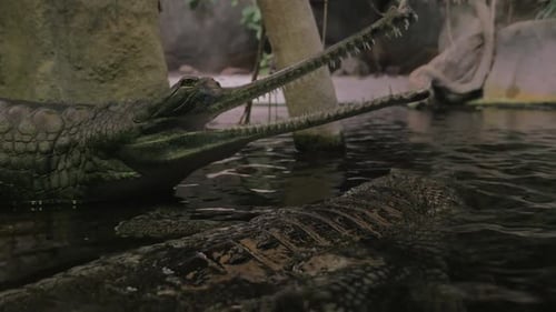 Faux gharial à mâchoires ouvertes