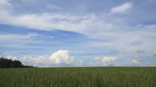 White Clouds At Field. Time Lapse