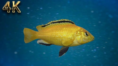 Fisch V15 - 4K