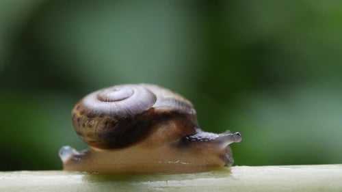 Das Leben der Schnecken in der Natur