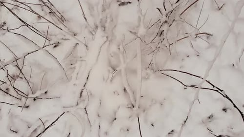 Wald im Schnee.
Winter