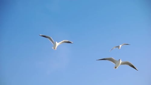 Seagulls Flying Against a Blue Sky