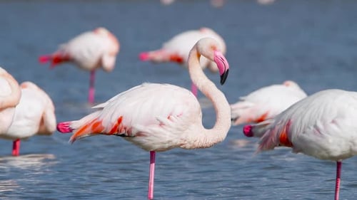 Flamingos in the Lake Wild Pink Greater Flamingo in the Salt Water Nature Birds Wildlife Safari Shot
