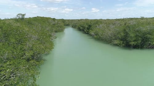 Aerial view of a river and green plants