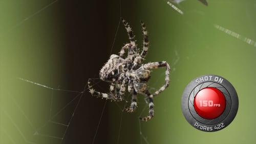 Araignée 02