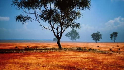 Panoramic View of Arid Australian Outback with Eucalyptus Tree