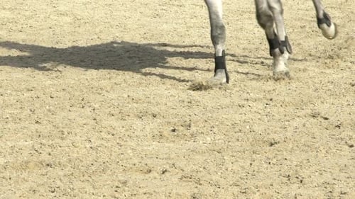 Horses Riding