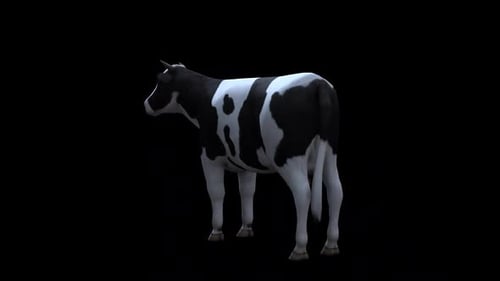 Cow Idle From View Back Side