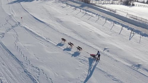 Aerial view of a dog sled in the snow