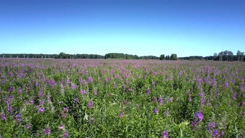 Beautiful Wide Field with Growing Violet Blooming Flowers