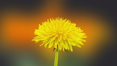 Dandelion Blossom Zeitraffer auf Schwarz