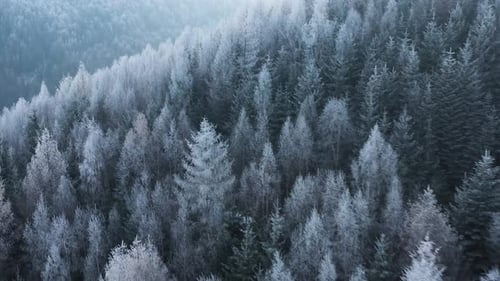 Flug über einen fabelhaften schneebedeckten Wald an den Hängen der Berge