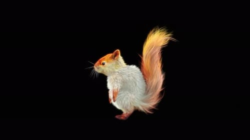 Realistic Animated Squirrel Walking Loop