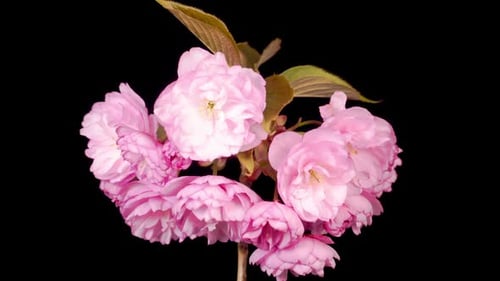 Blossom Opening Against Black Background in Time Lapse