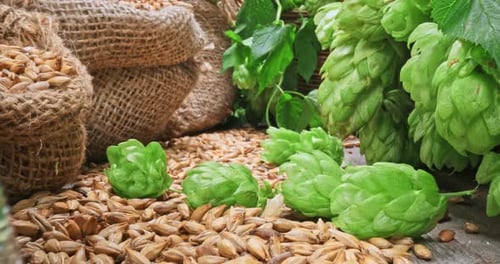 Ingredientes para cerveja caseira. Lúpulo em cesta e malte.