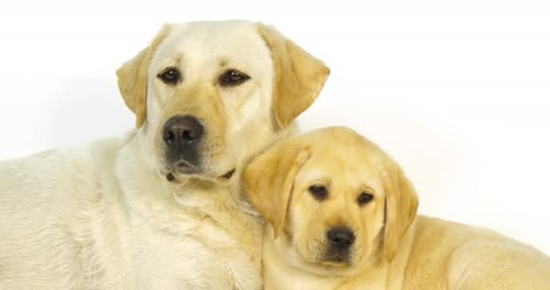 Gelber Labrador-Retriever, Hündin und Welpe auf weißem Hintergrund, Normandie, Zeitlupe 4K