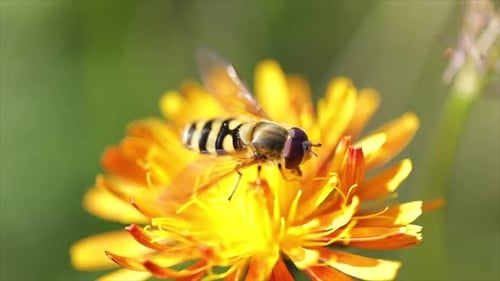 Bee Collects Nectar From Flower Crepis Alpina