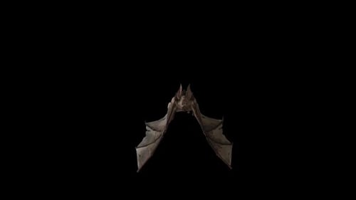 Fledermaus 1