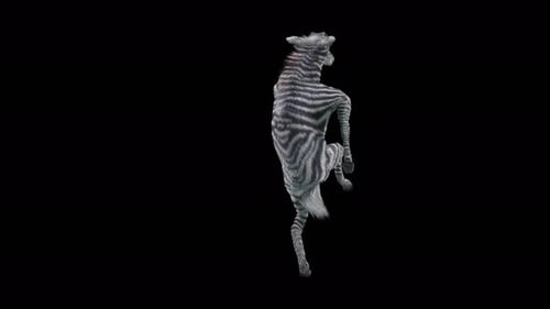 3D Animated Zebra Dancing on Black Screen