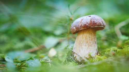 White Mushroom Grows in the Forest